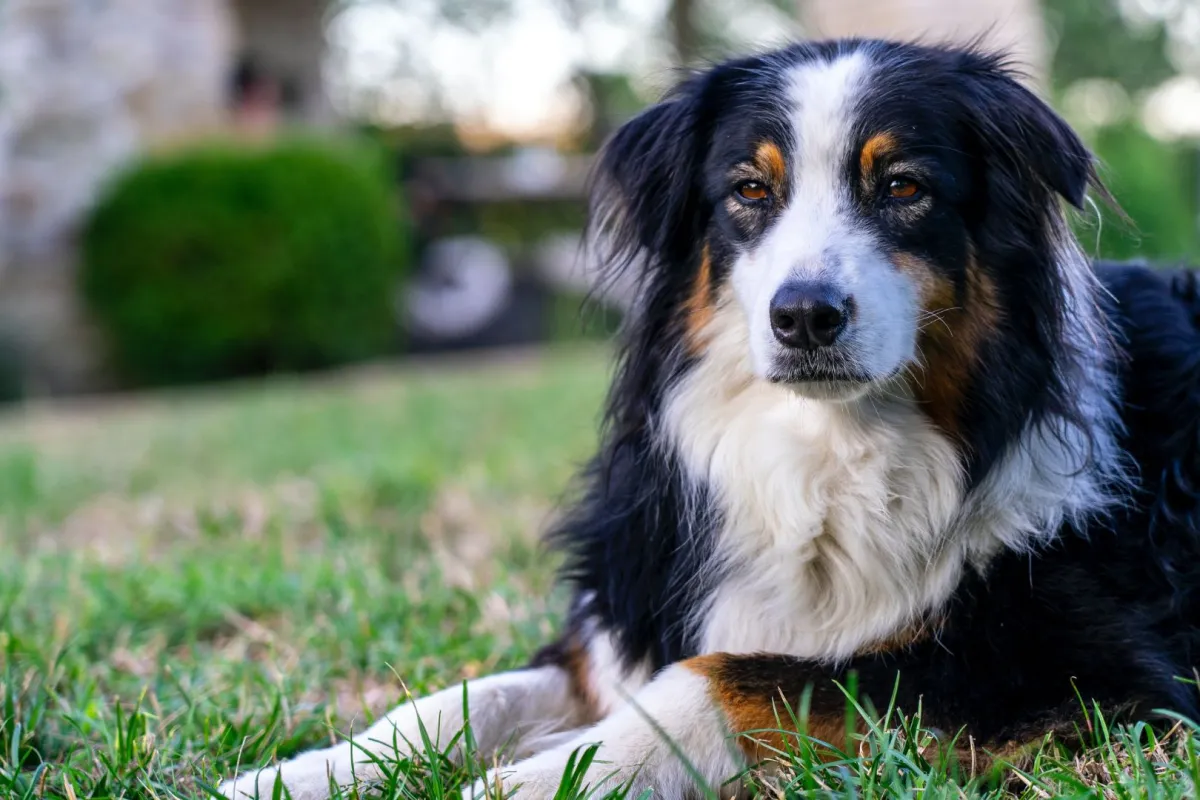 أغنى كلب فى العالم