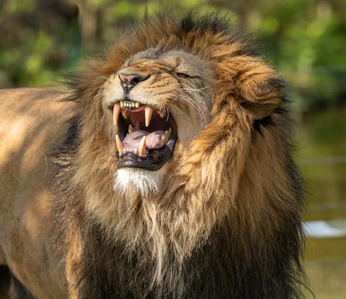 أسد ينقض على مدربه وزوجته تنقذه في آخر لحظة 