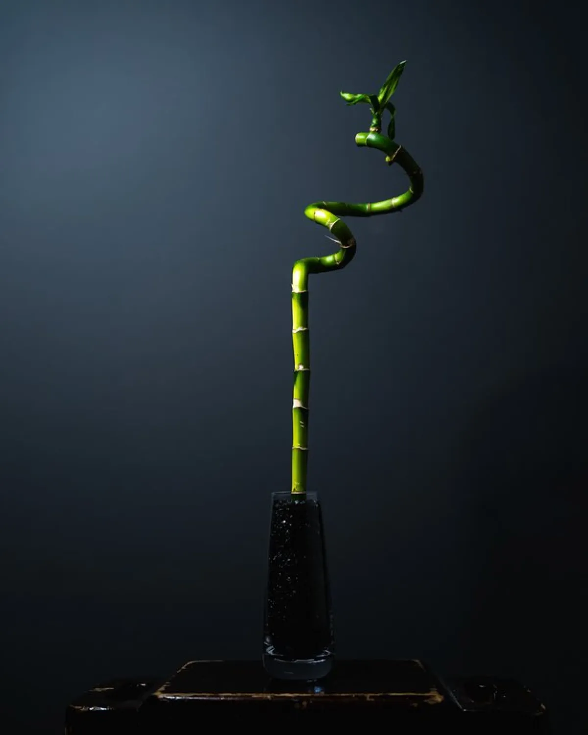 نبات البامبو