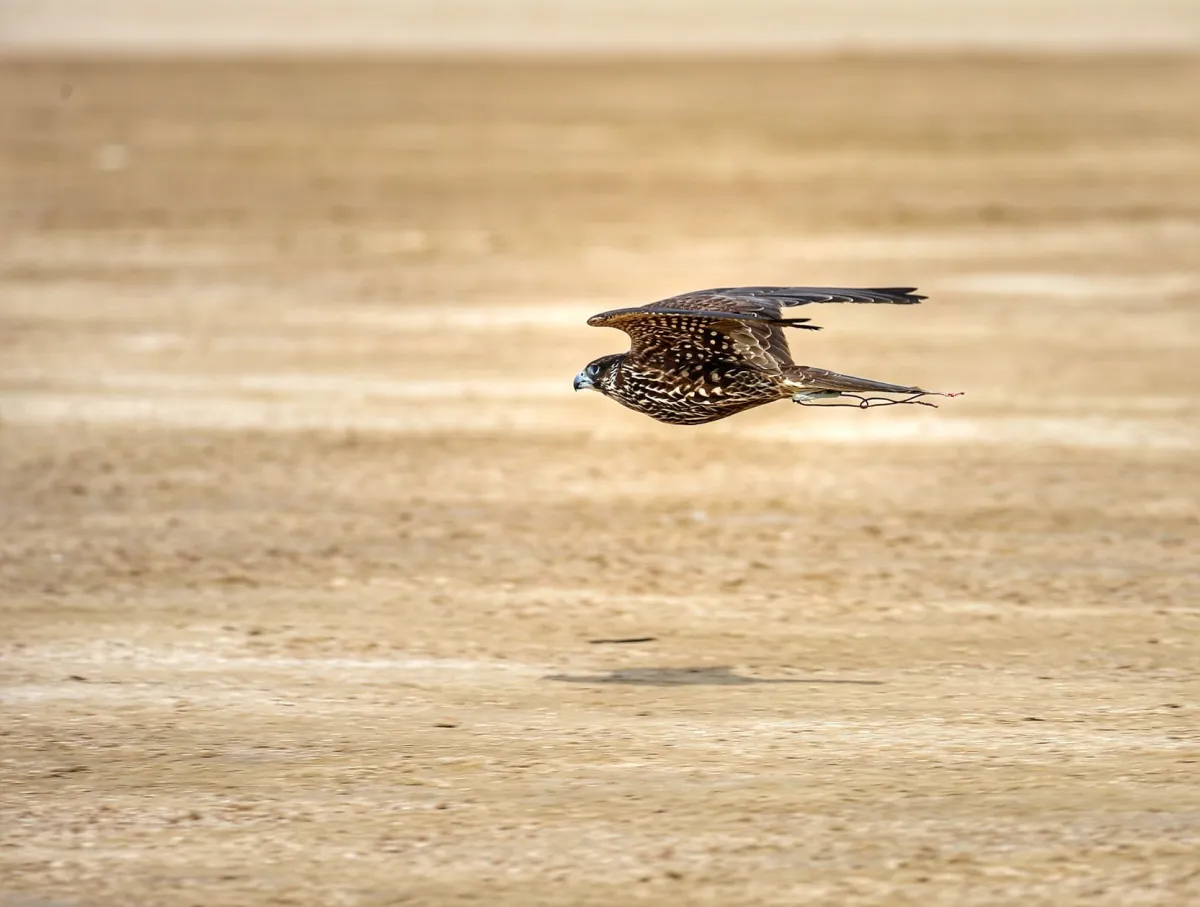 بطولة فزاع للصيد بالصقور- الصورة من مركز حمدان بن محمد لإحياء التراث 