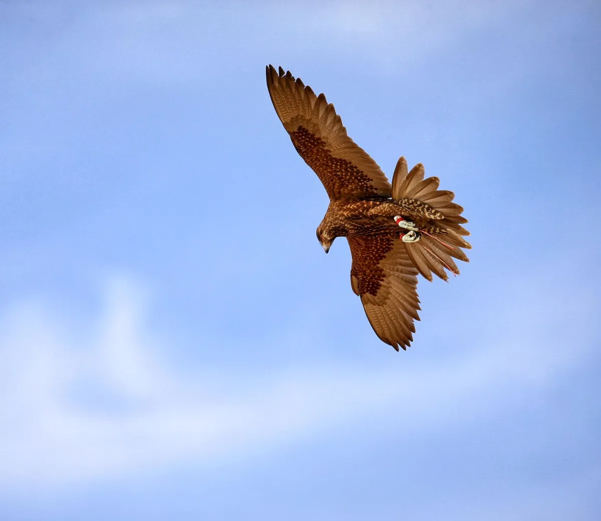 بطولة فزاع للصيد بالصقور- الصورة من مركز حمدان بن محمد لإحياء التراث 