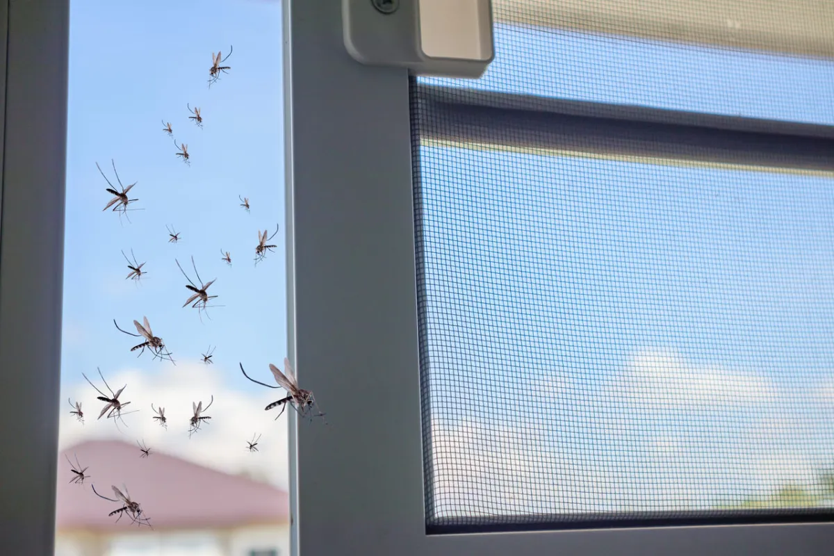 صورة لشباك مفتوح يسمح بدخول البعوض