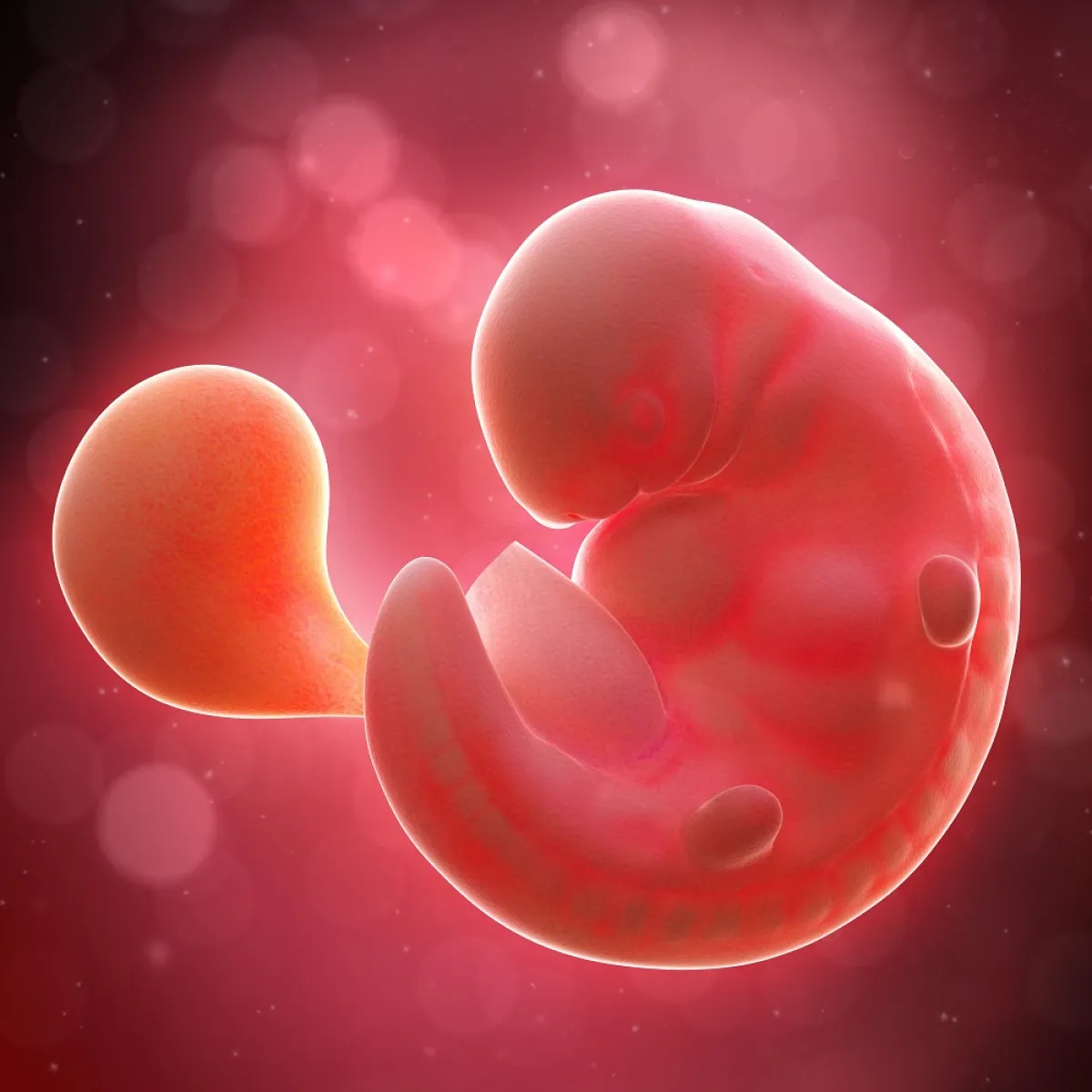 صورة تعبيرية للجنين في الرحم