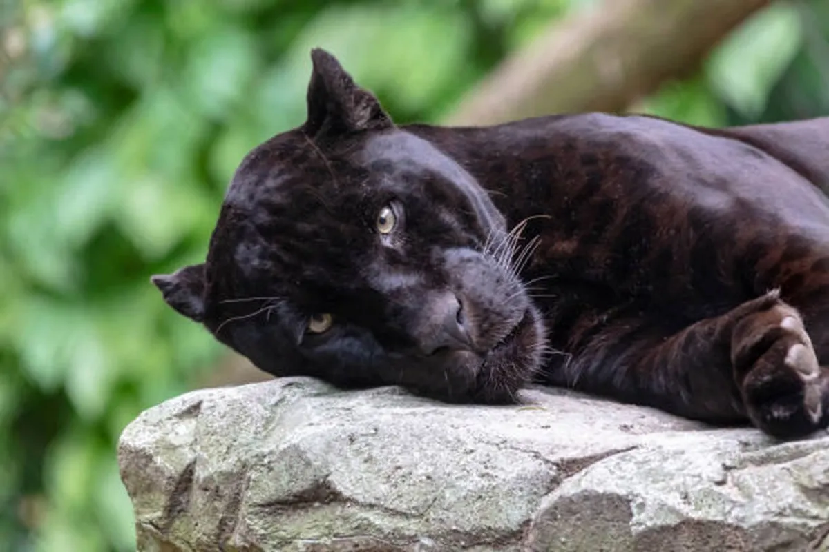 صور مذهلة لنمر أسود نادر