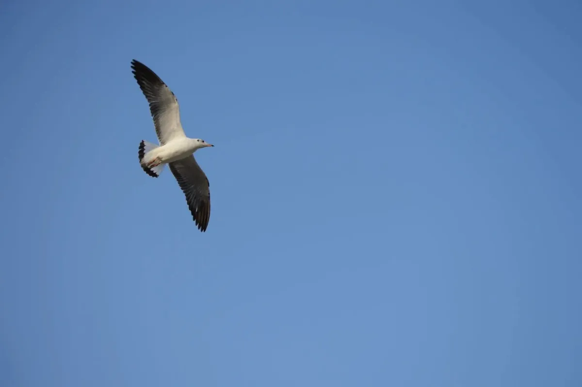 أطول رحلة لطائر تدخل موسوعة غينيس للأرقام القياسية