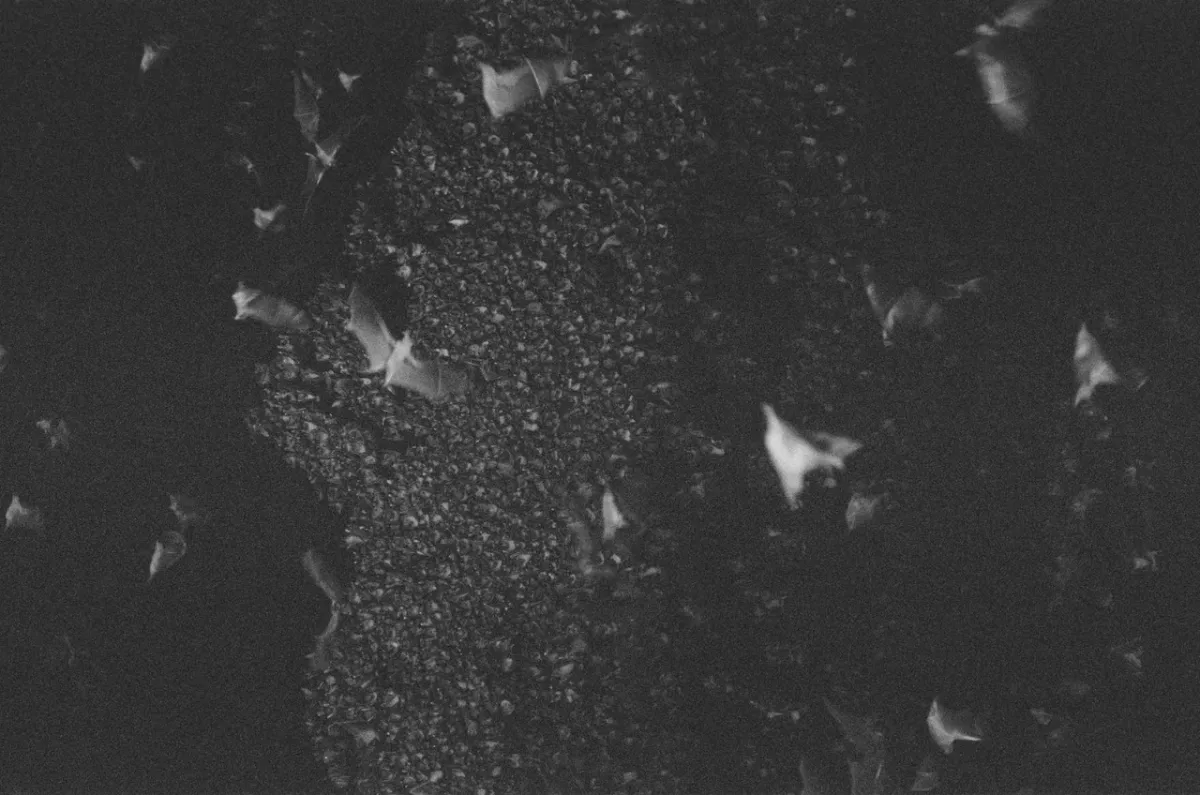 امرأة تنقذ مئات الخفافيش المتجمدة في منزلها