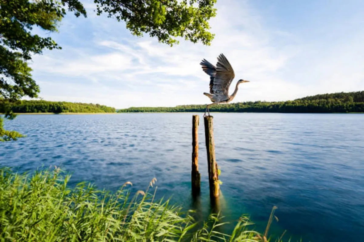 طائر برأس ديناصور يصدم العلماء في الصين