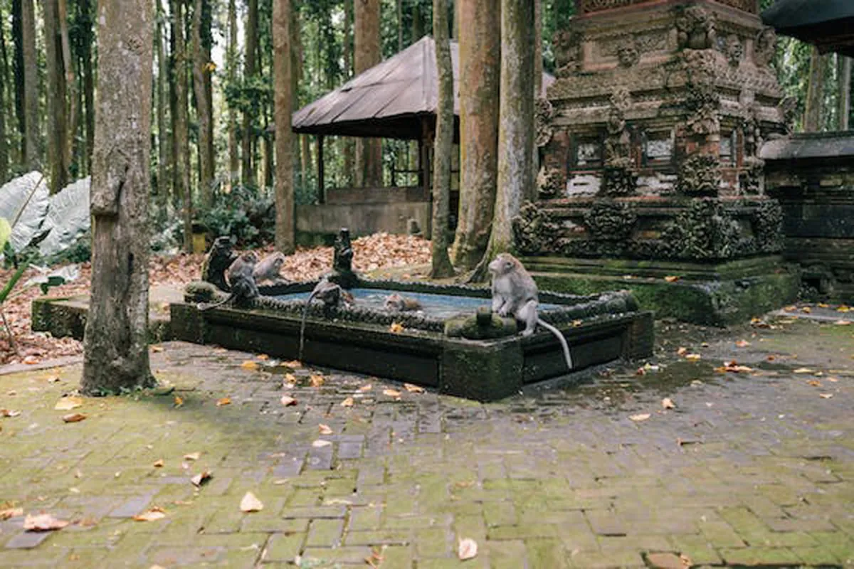  لقرد الكبوشي -pexels