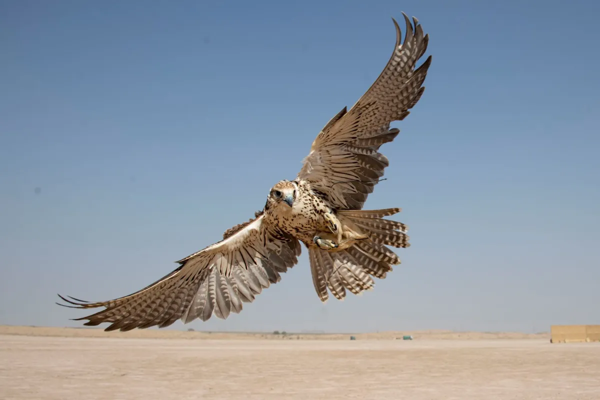 بطولة فزاع للصيد بالصقور- الصورة من مركز حمدان بن محمد لإحياء التراث 