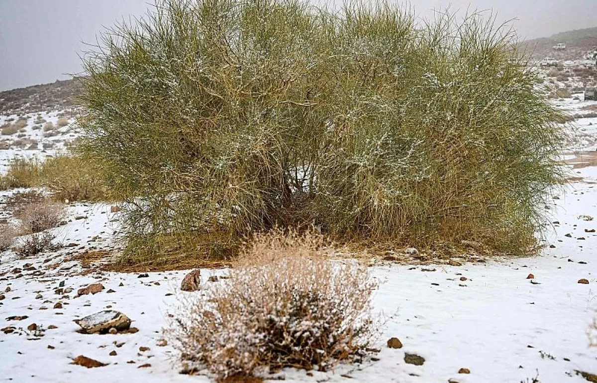 تساقط كميات غزيرة من الثلوج على منطقة تبوك. الصورة من "واس"