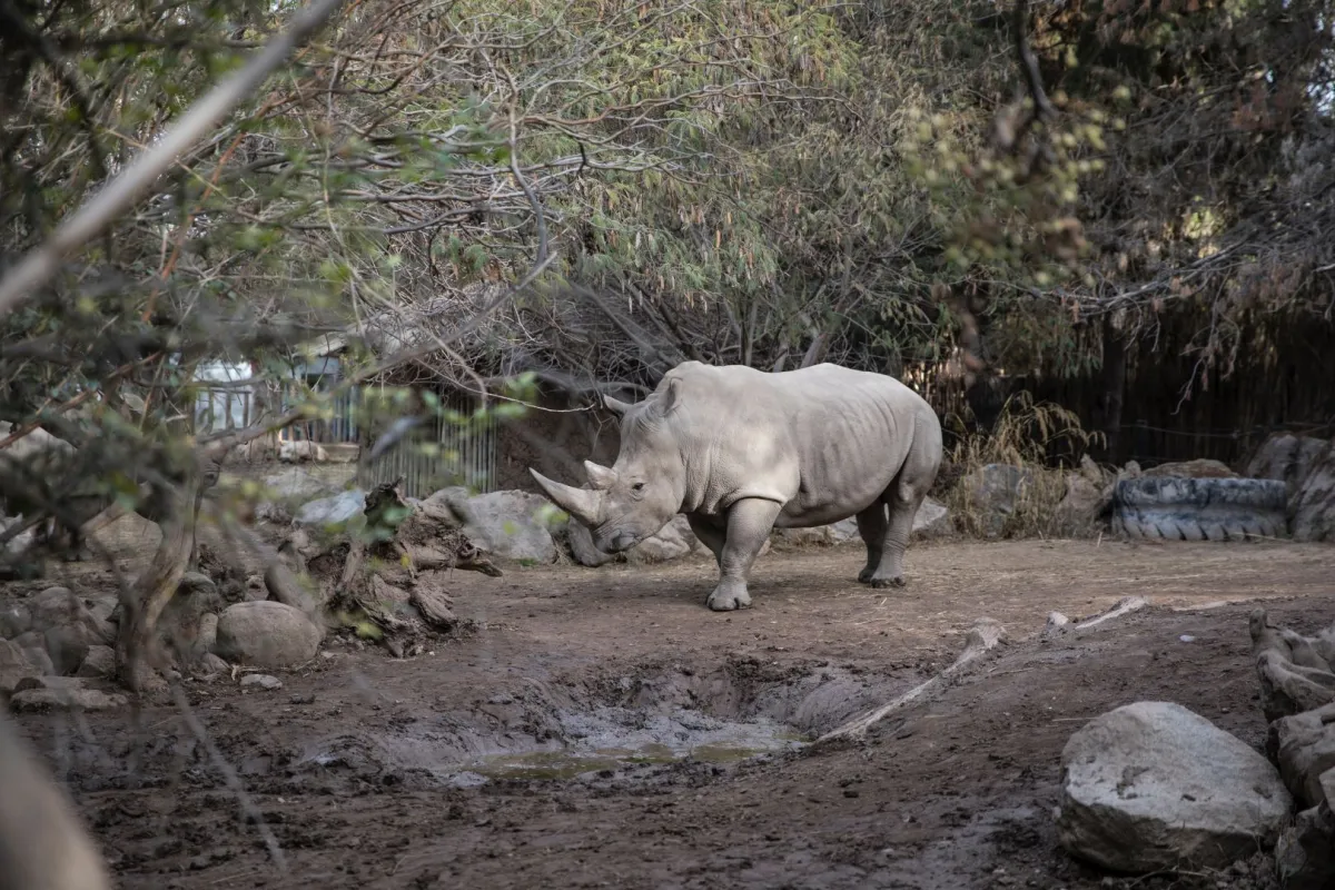 حيوان وحيد القرن