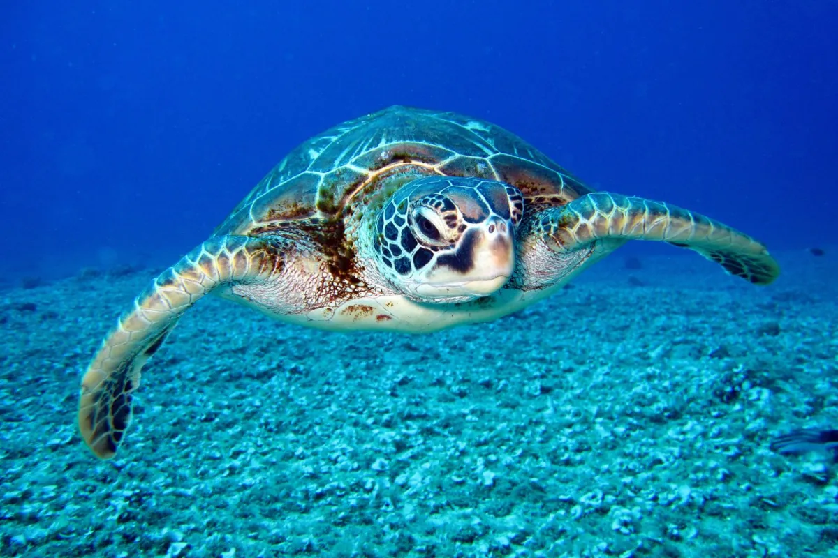 سلحفاة  بحرية