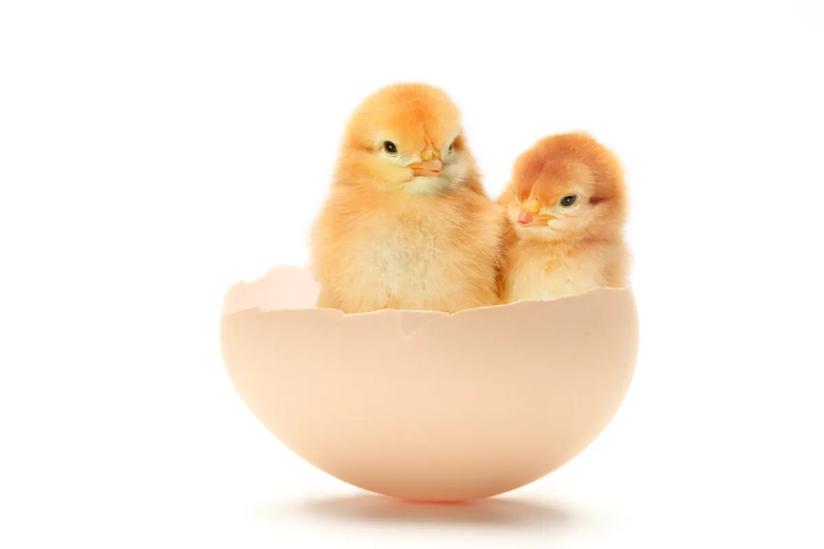 صورة تعبيرية عن البويضات