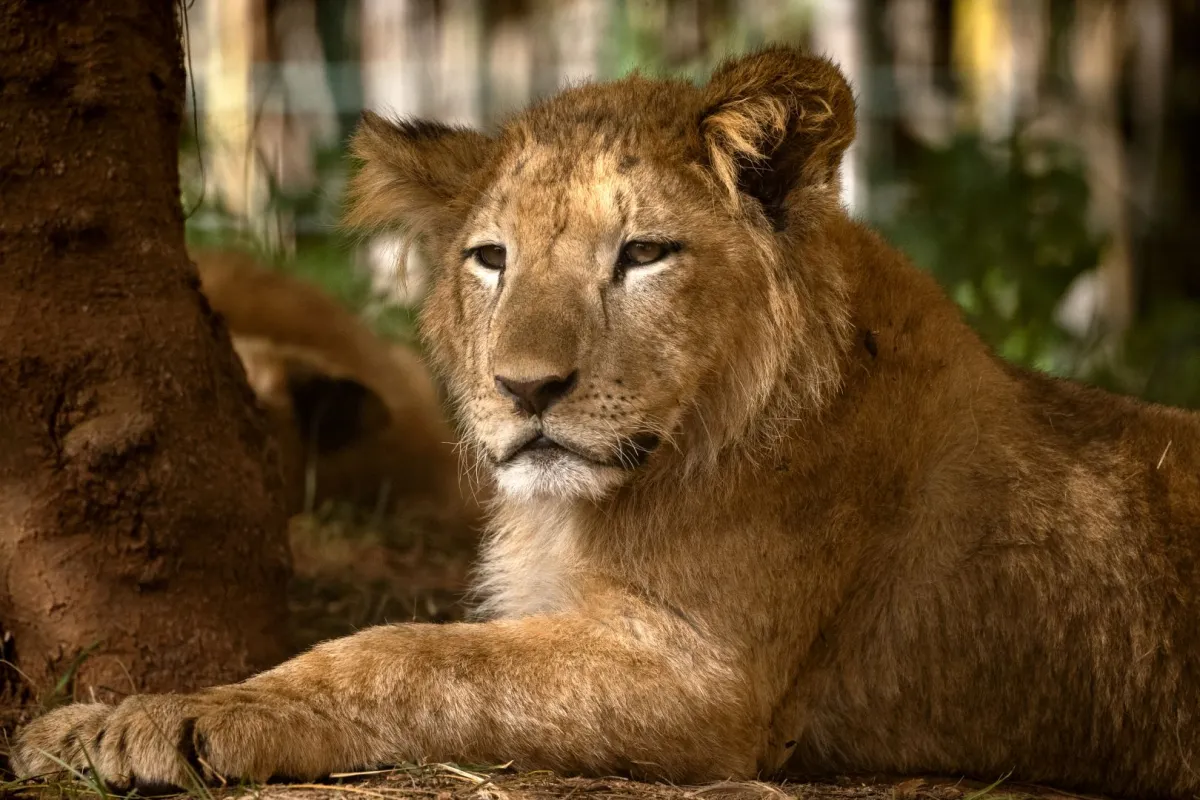 A Barbary lion cub (also known as the Atlas or North African lion), is pictured in its enclosure at the Rabat zoo, in the Moroccan capital, on February 2, 2022. FADEL SENNA / AFP