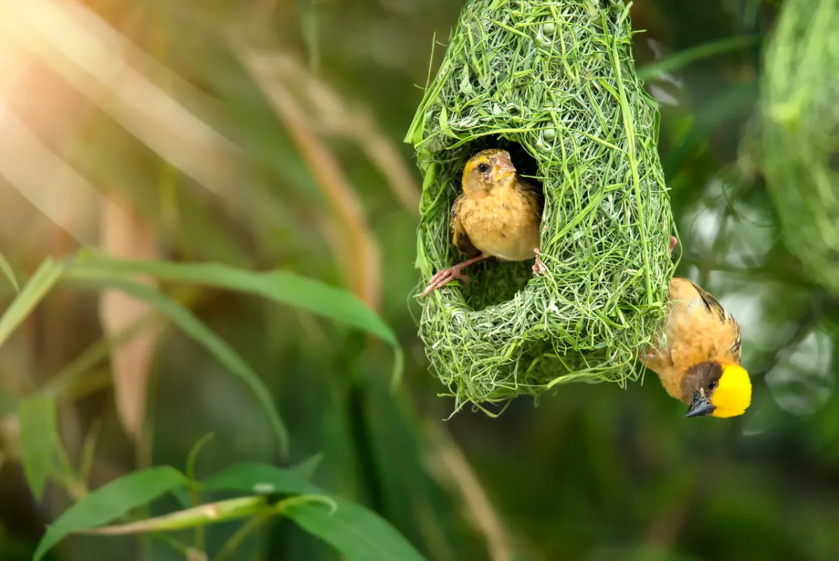 صورة تعبيرية عن الولادة الطبيعية