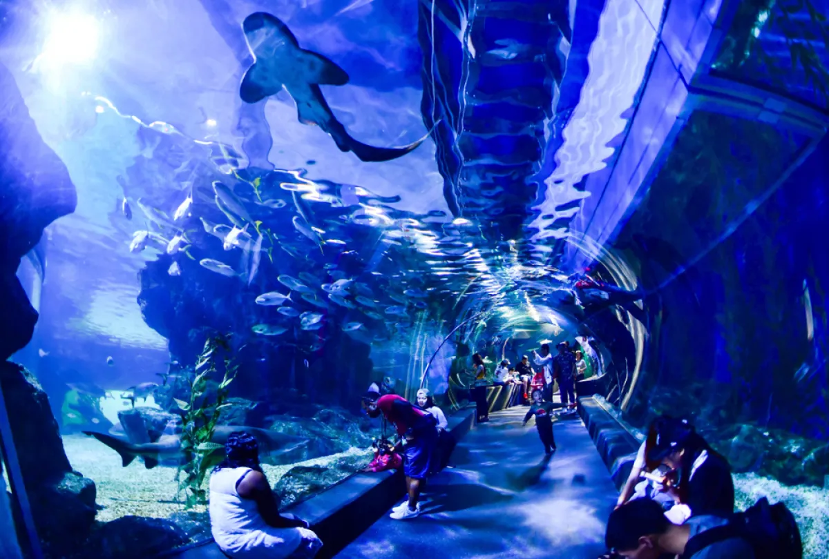 سي لايف بانكوك سي وورلد أكواريوم