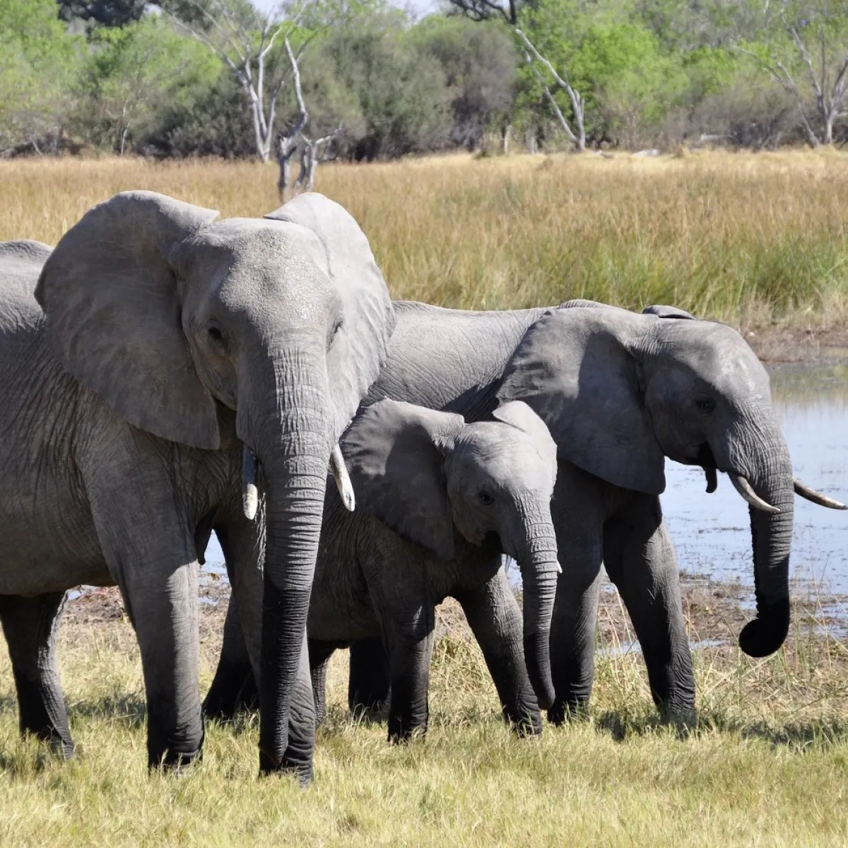 صورة لأسرة الفيل في نزهة