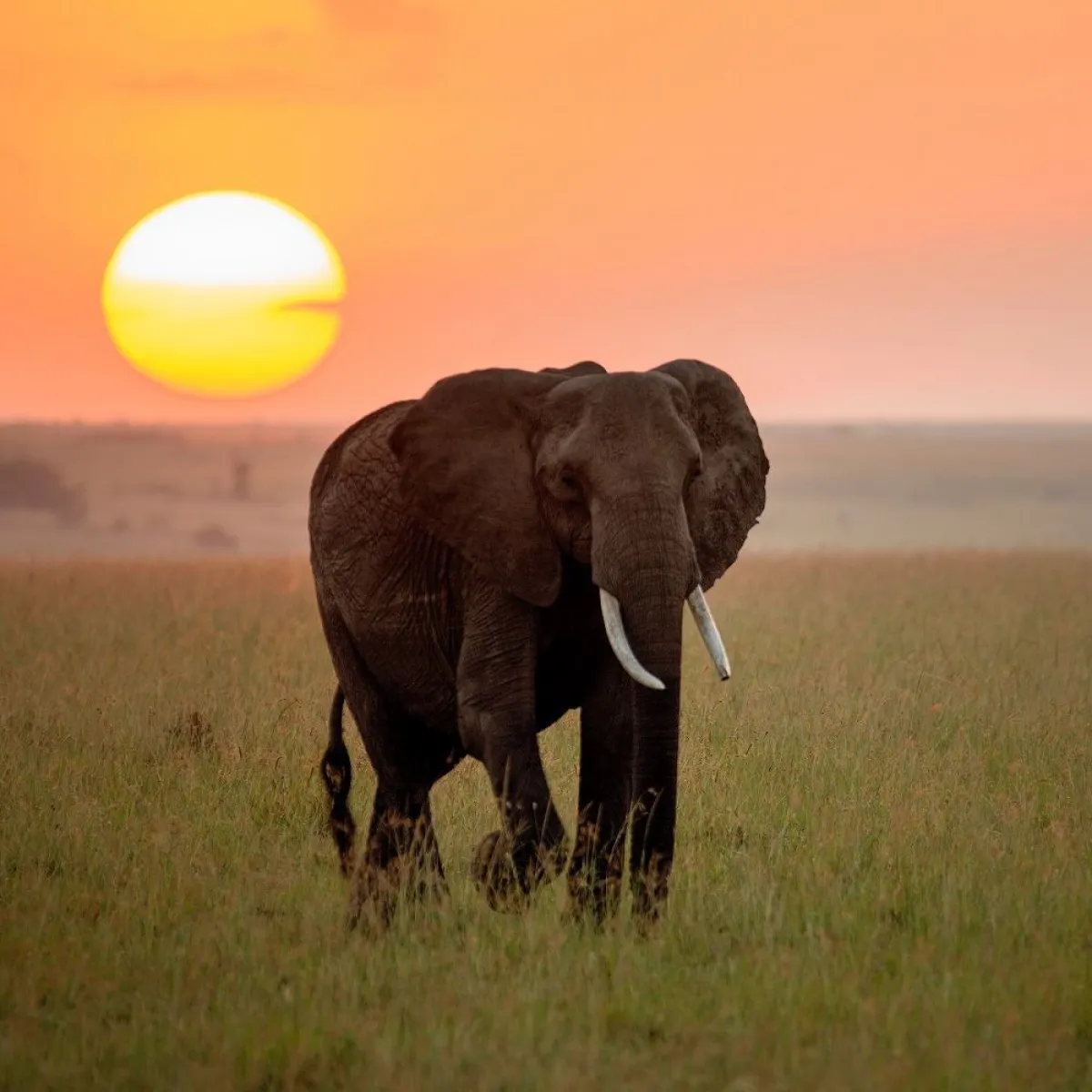 صورة لفيل حزين