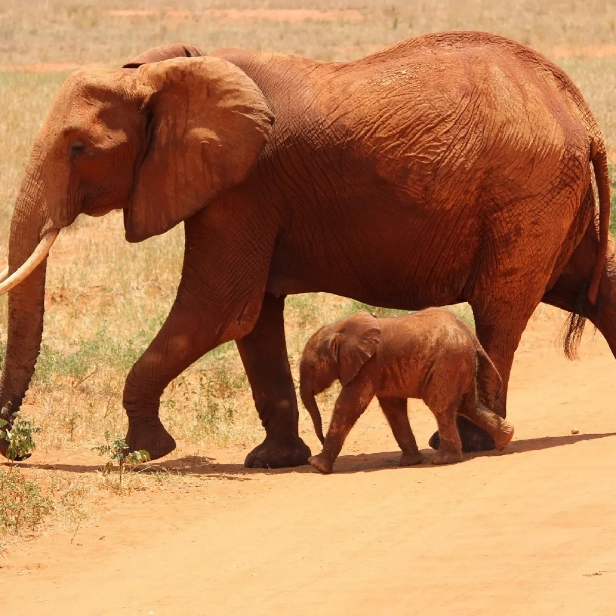 صورة للفيل الحنون وطفله