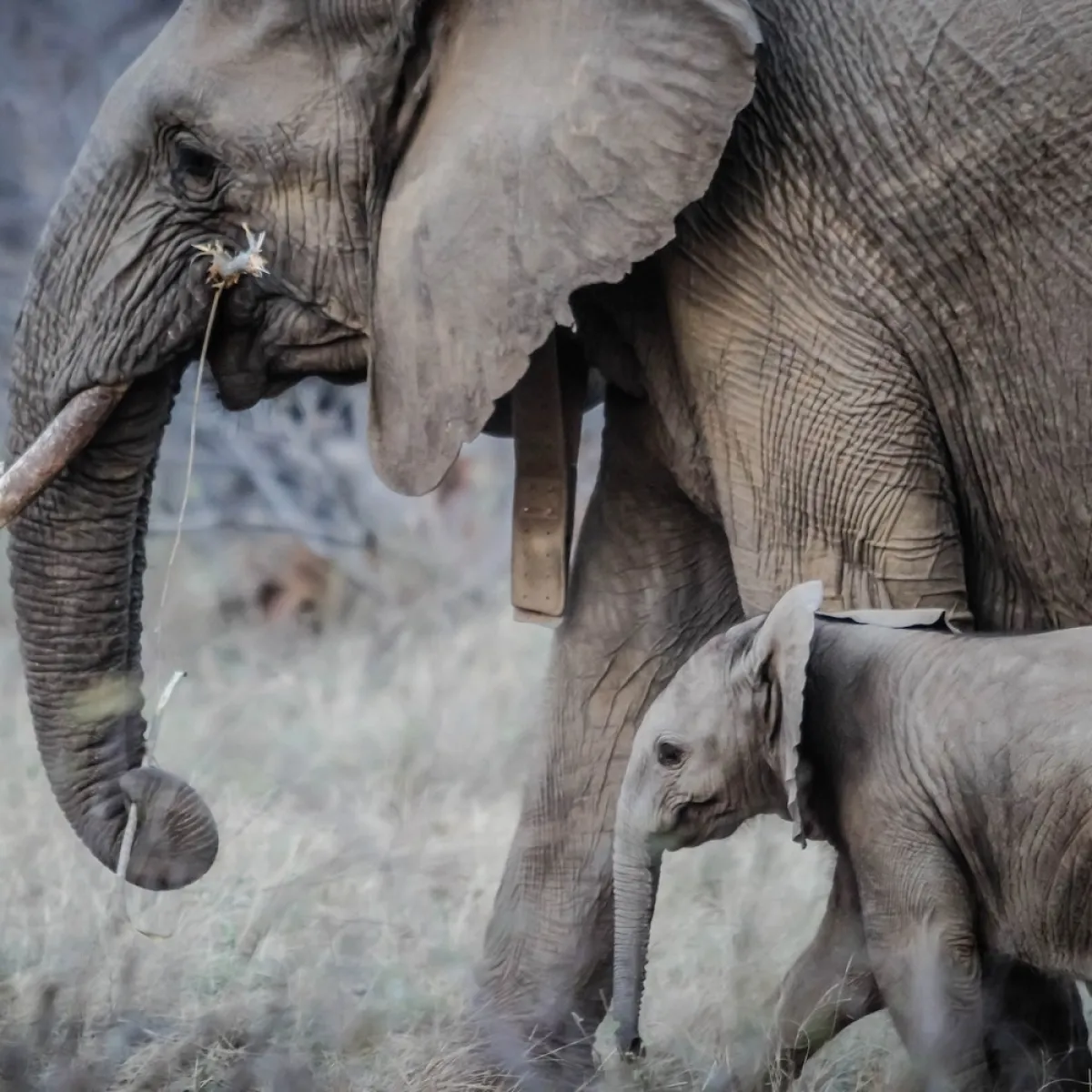 صورة للفيل الأب والابن الصغير