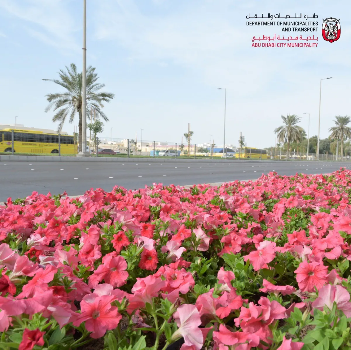 أنجزت بلدية مدينة أبوظبي زراعة أكثر من 8 ملايين زهرة موسمية متنوعة