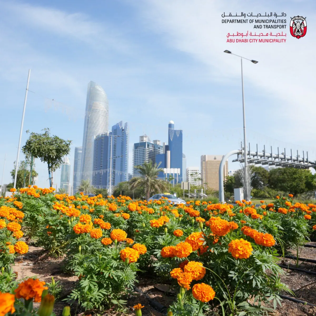 غطى مشروع زراعة الزهور الموسمية مساحة تقدر بـ 500,000 متر مربع