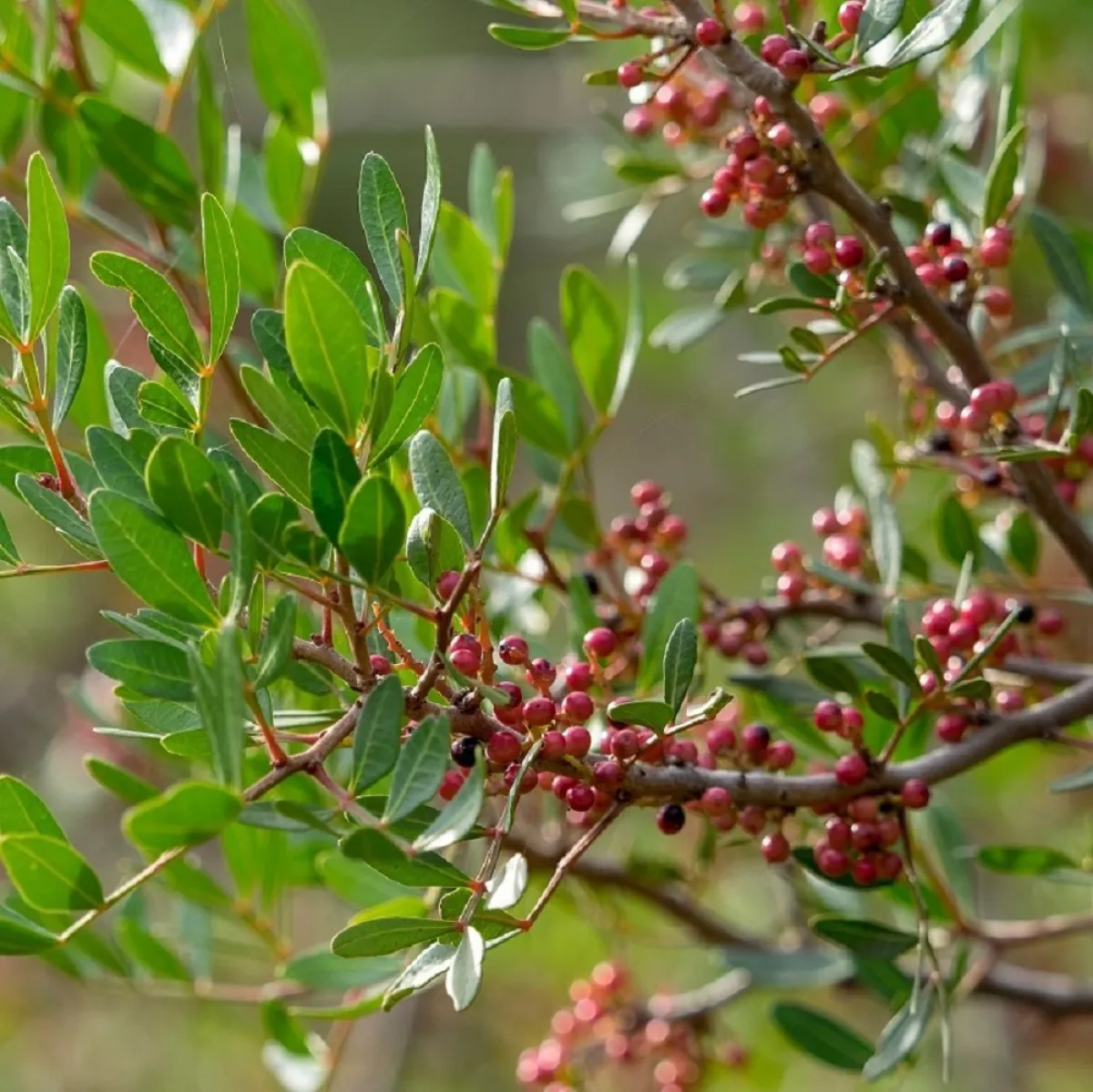 صورة لجمال نبات ورق الغار