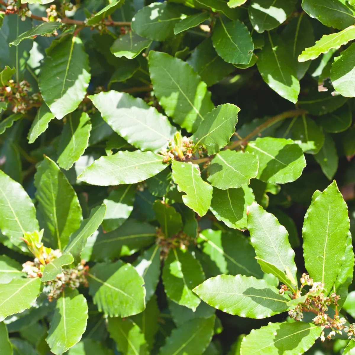 صورة لأوراق نبات الغار