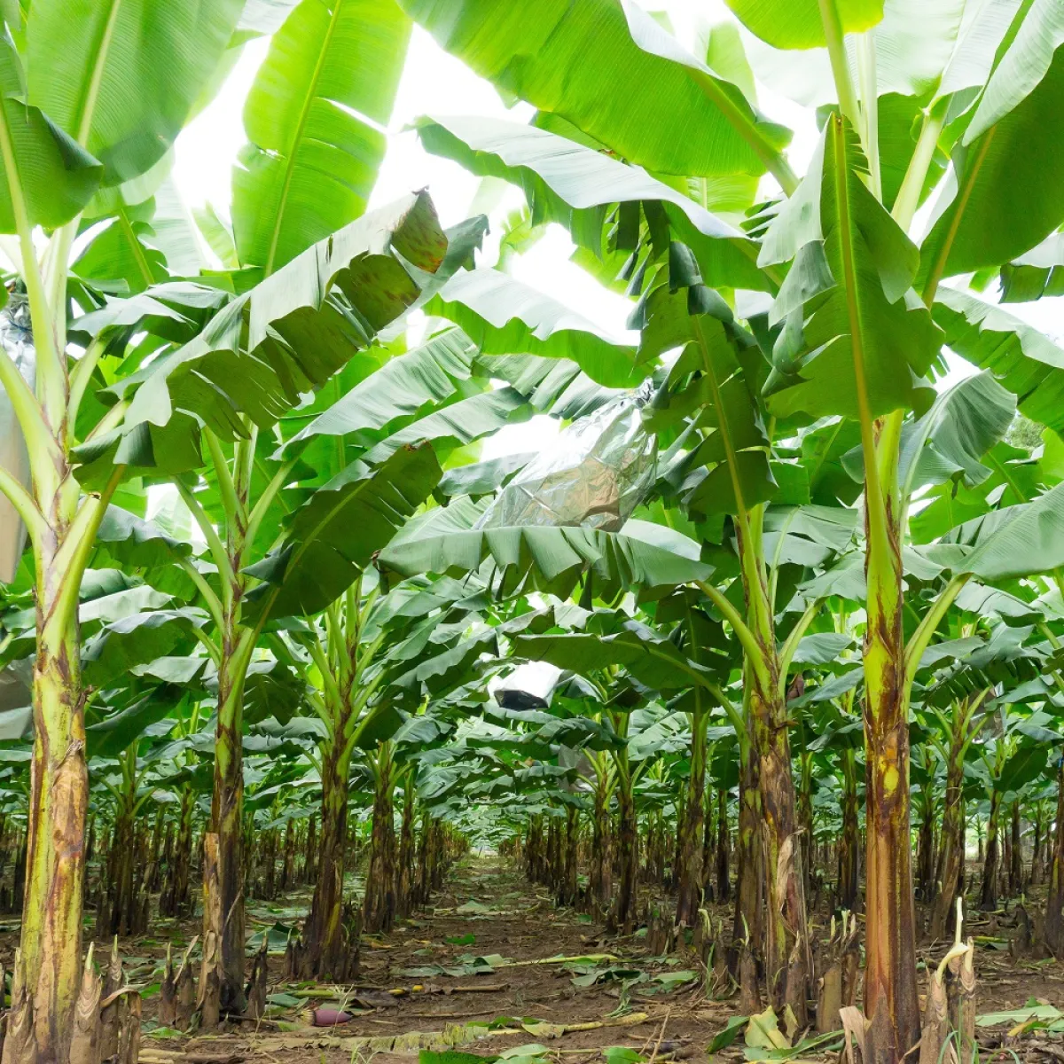 صورة لأشجار الموز