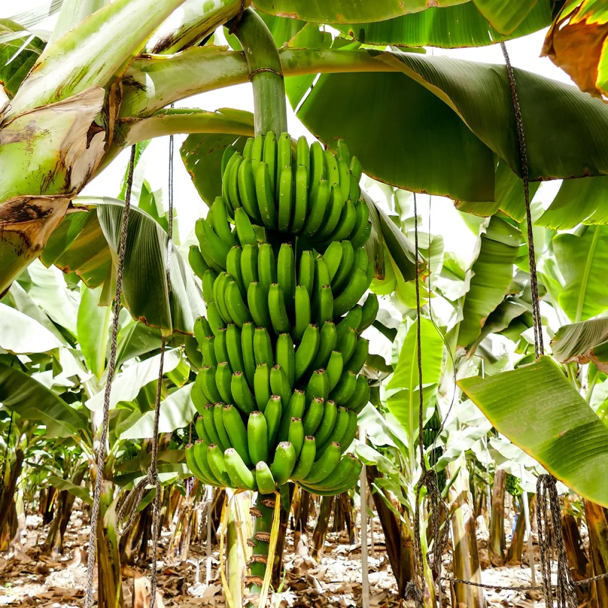 صورة لشجر الموز