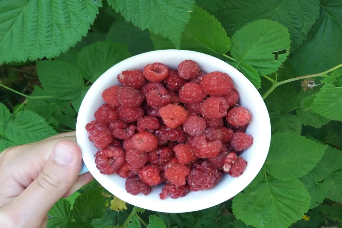 فوائد التوت الأحمر للرجيم (المصدر: pexels )