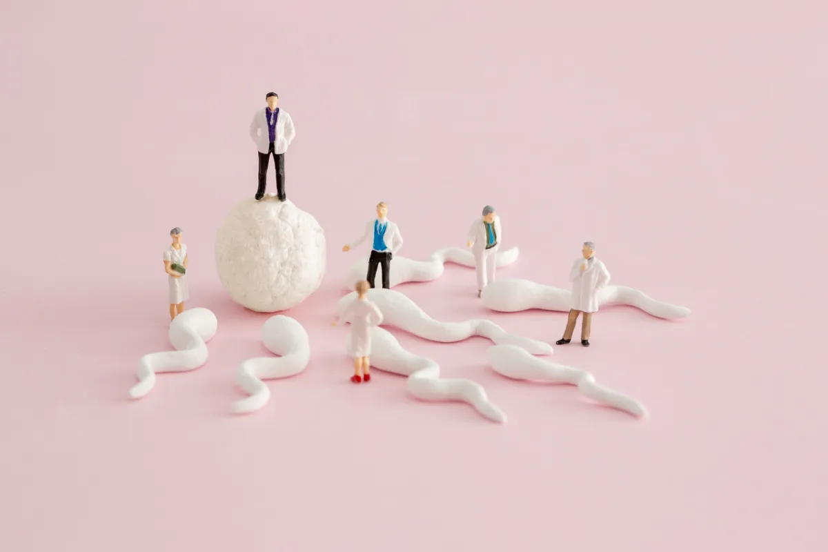 صورة تعبيرية عن عملية التبويض