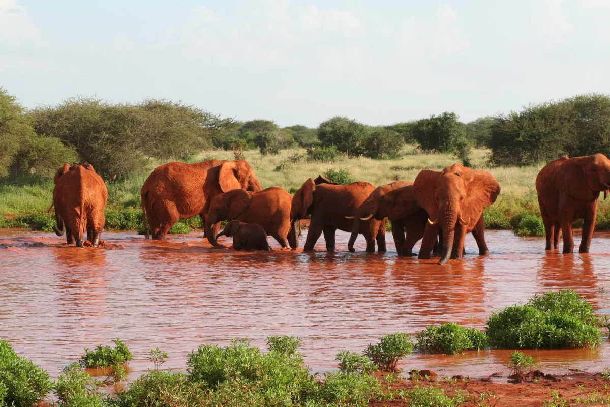 قائمة أطول المخلوقات عمراً في العالم