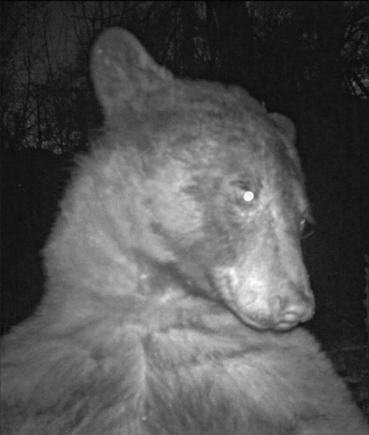 التقط 400 صورة سيلفي في غابة.. شاهد الدب المتباهي يخطف الأنظار - الصورة من حساب boulder OSMP  على تويتر