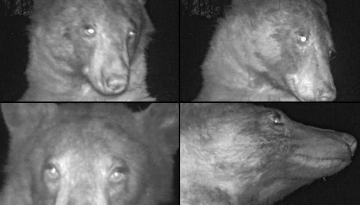 التقط 400 صورة سيلفي في غابة.. شاهد الدب المتباهي يخطف الأنظار - الصورة من حساب boulder OSMP  على تويتر