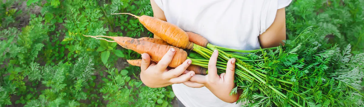 صورة لطفل يحمل الجزر