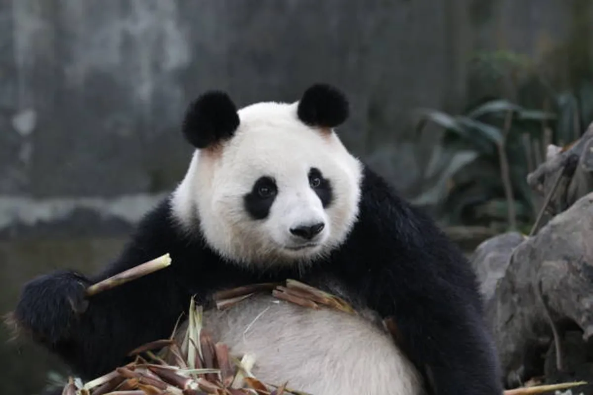 العثور على وجه الباندا فوق سطح المريخ 