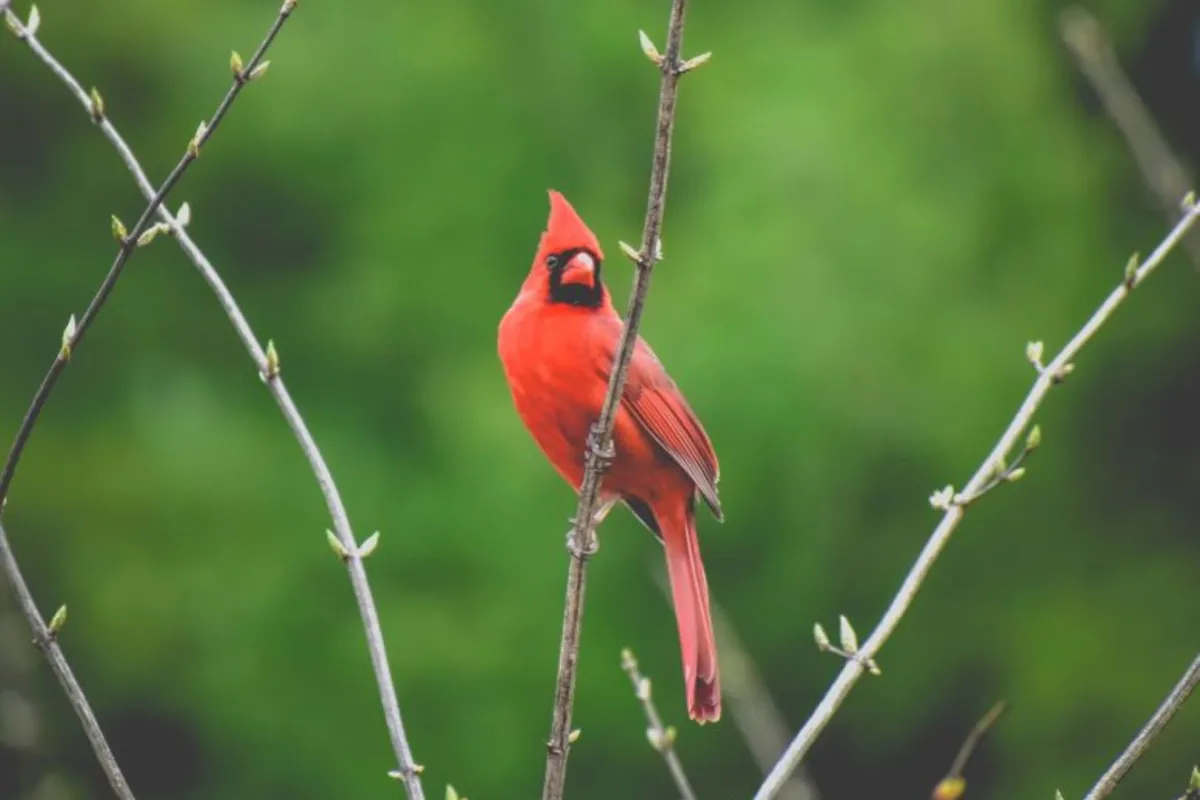 طائر أحمر نادر