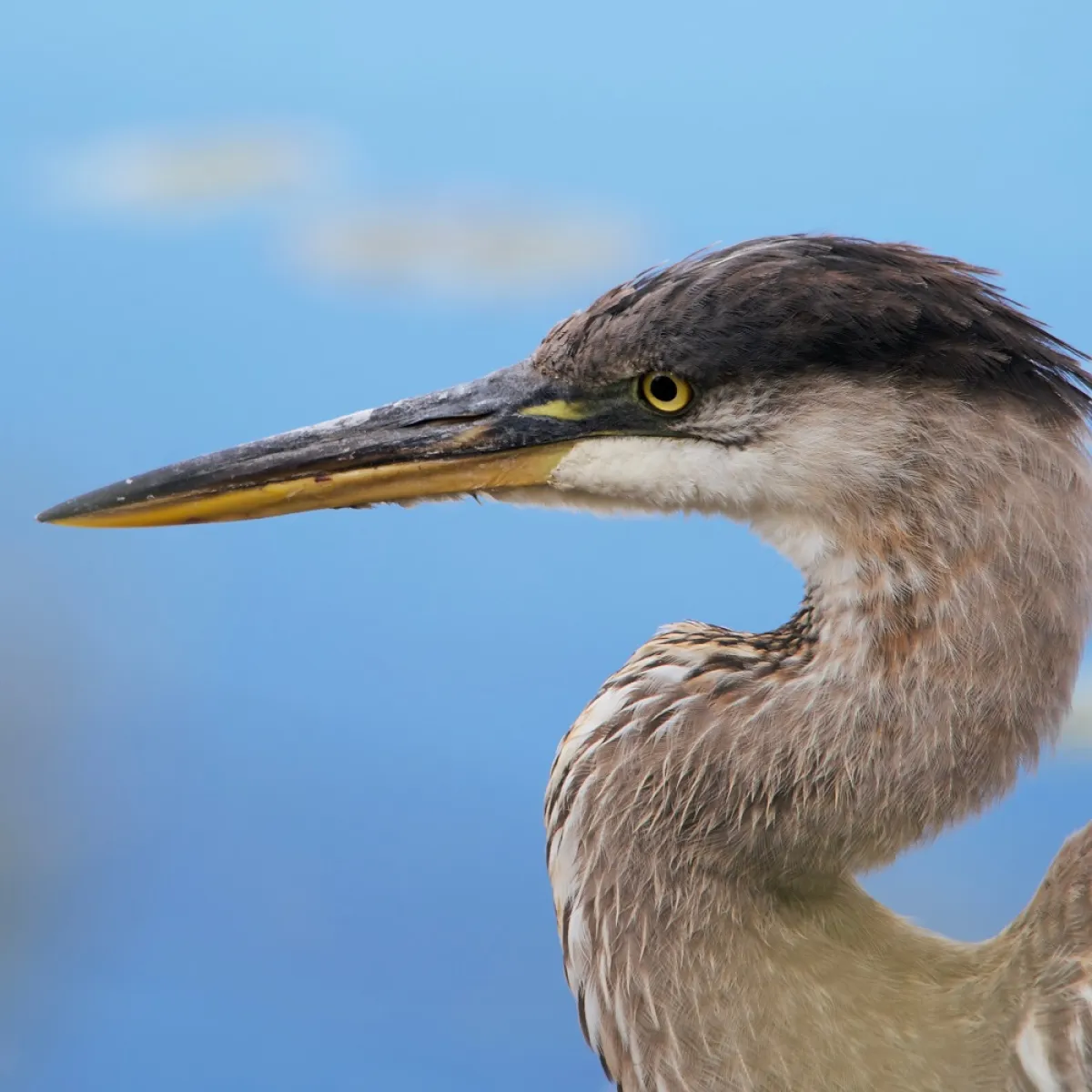 صورة للطائر أبو قردان صديق الفلاح والحيوانات