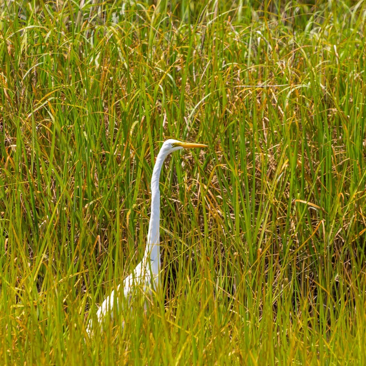 صورة أبو قردان