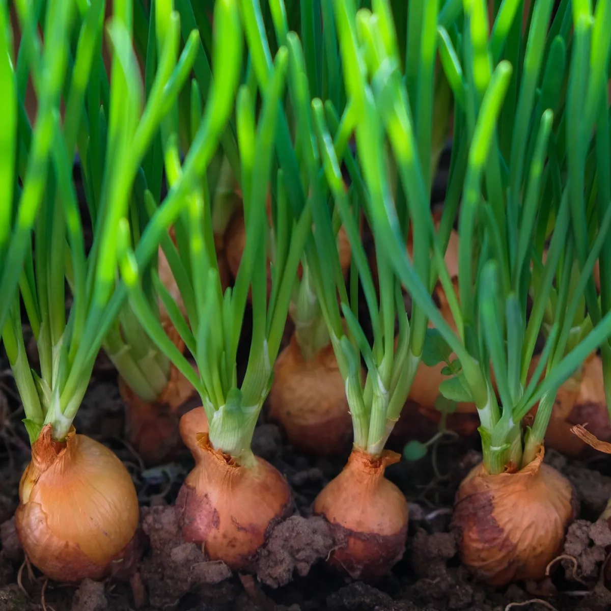 صورة لنبات البصل المزروع