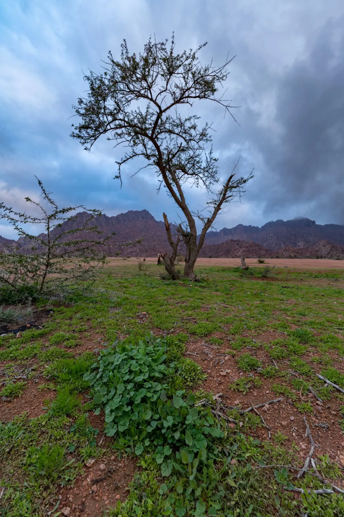 حملة توعوية لحماية الغطاء النباتي