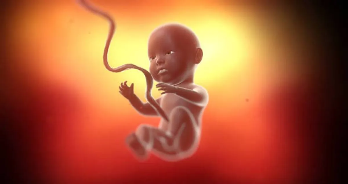 صورة لجنين يرتبط بالحبل السري مع أمه