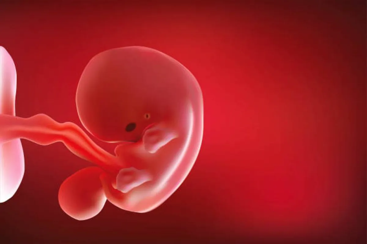 صورة لجنين في رحم أمه