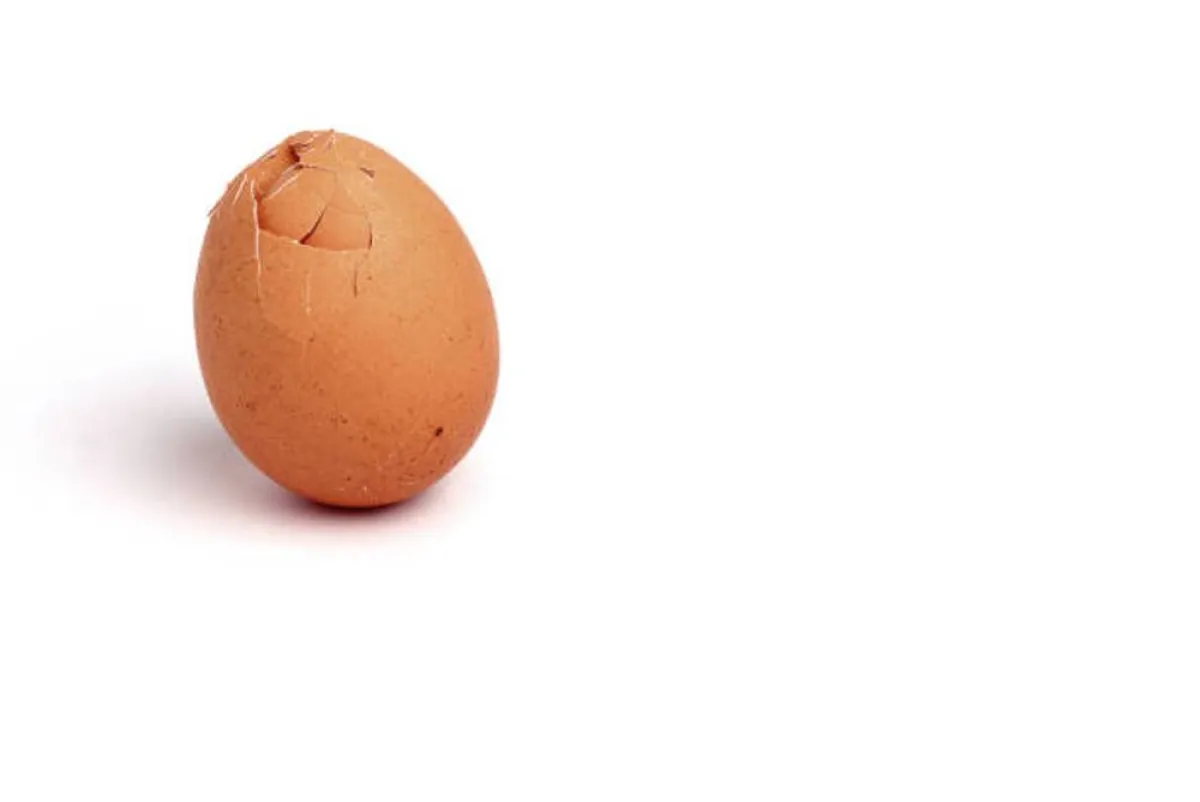 صورة تعبر عن أهمية البييض