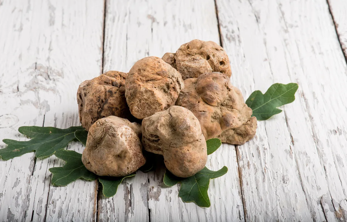 فوائد الزبيدي الفقع