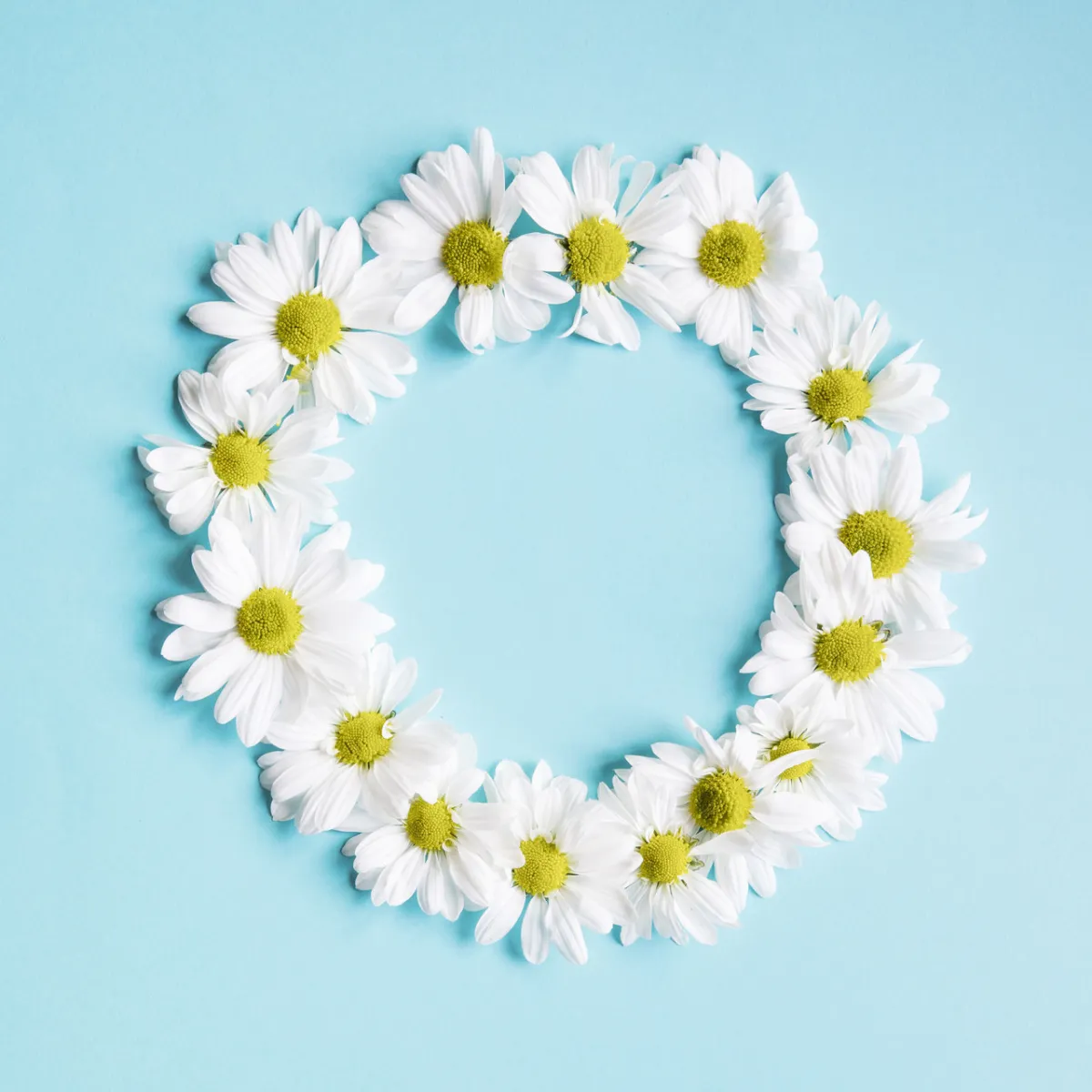 صورة للبابونج