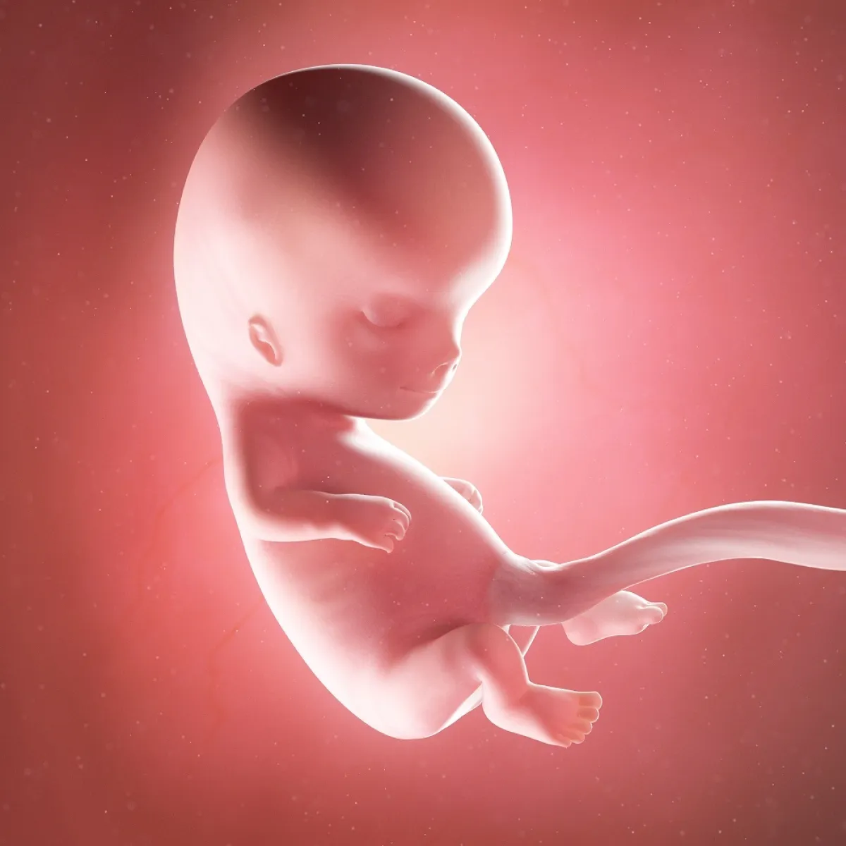 صورة للجنين في رحم الأم