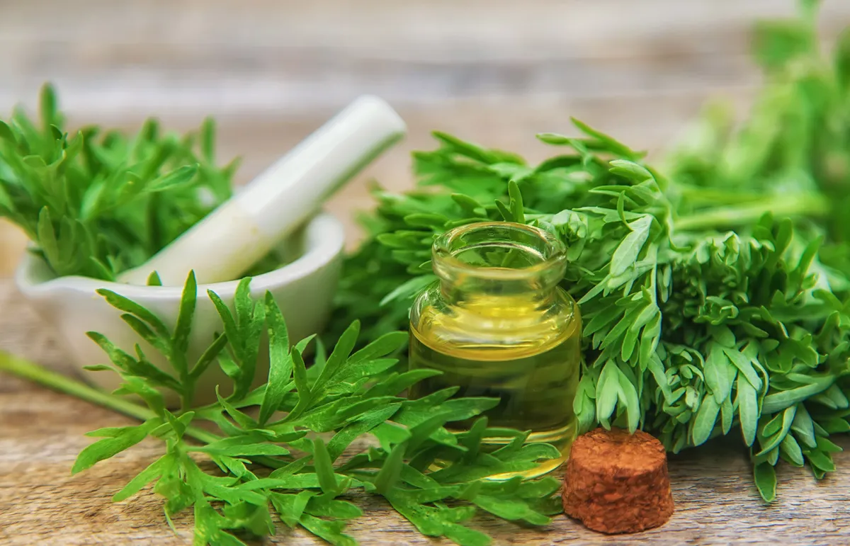 فوائد عشبة البعيثران للنساء