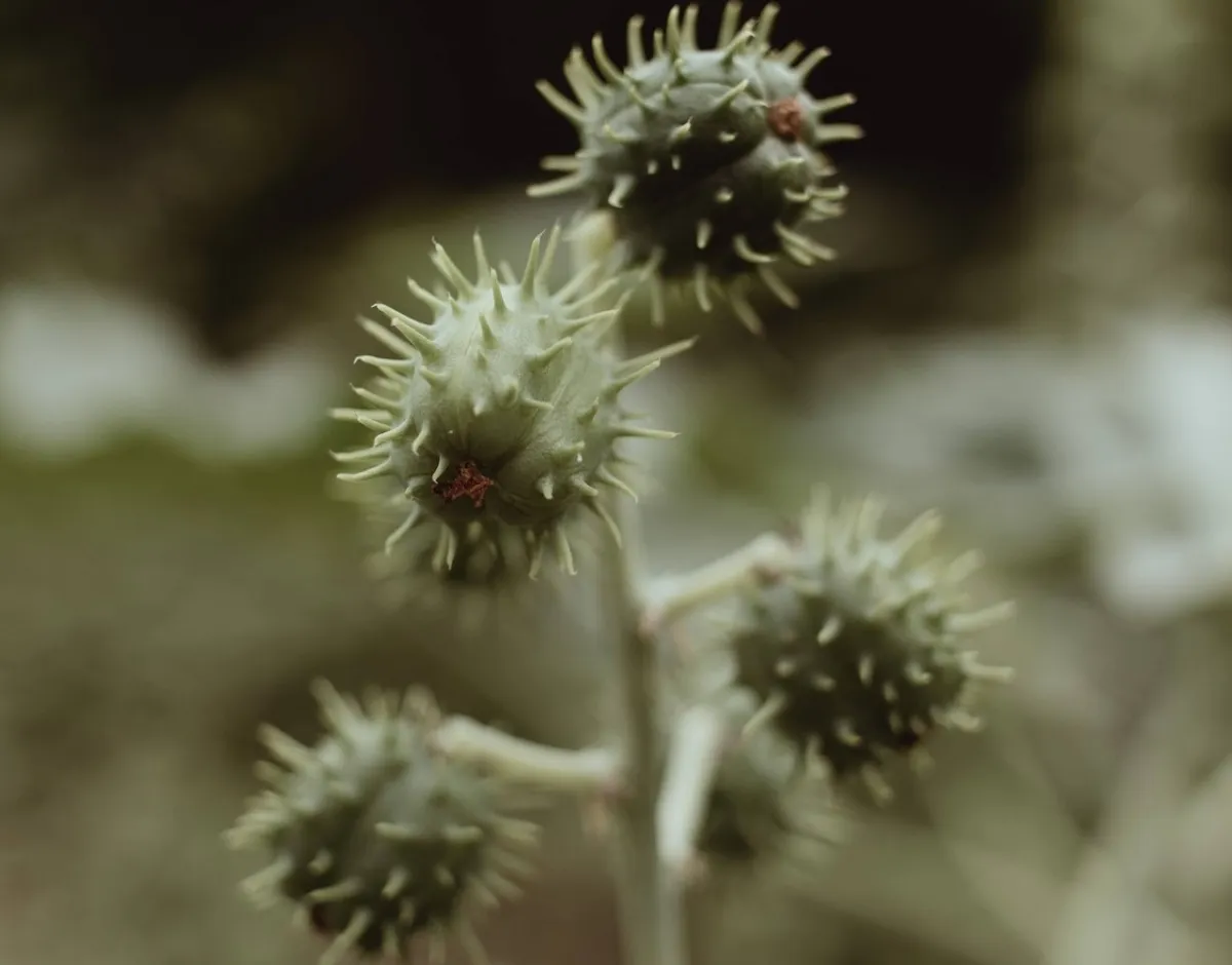 صورة لنبتة الخروع